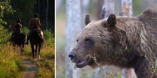 Björnen jagade en av ryttarna i tre kilometer. Arkivbild.