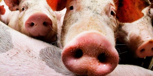 Rekordsiffror för Danish Crown