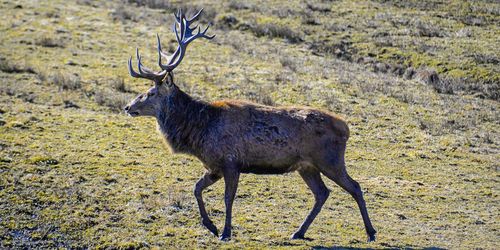 Förslag om nya jakttider klart - viktigaste ändringarna