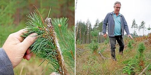 Älgarna äter upp hans ungskog – jakten halverad