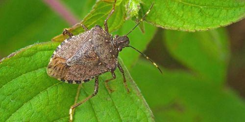 Så ska den fruktade bärfisen stoppas