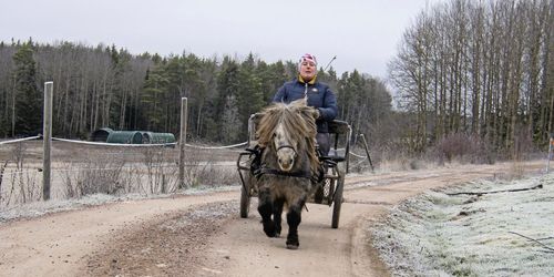 Satsar stort på små hästar