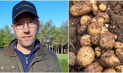 Regn trolig orsak till hans missfärgade potatis