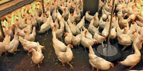 1,5 miljoner namn för burförbud