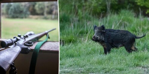 Så ska fler jägare motiveras att jaga vildsvin