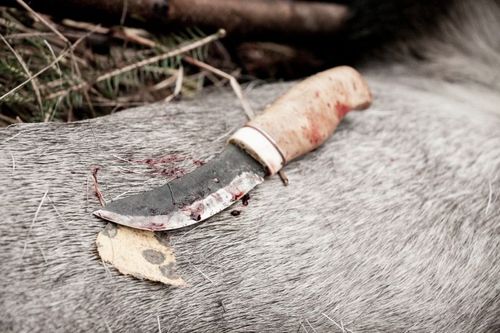 Misstänker tjuvskjuten älg