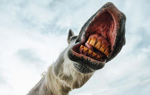 Hästen på bilden har inget samband med artikeln. Arkivbild.