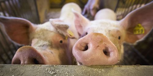 Bästa åtgärderna för klimat och ekonomi på djurgårdar