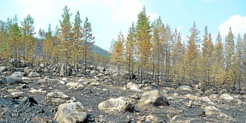 Efter bränderna: Sveaskog tar till force majeure