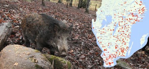 Svindyra skador för lantbrukare