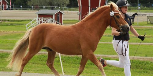 Nytt gotlandruss på Lojsta hed