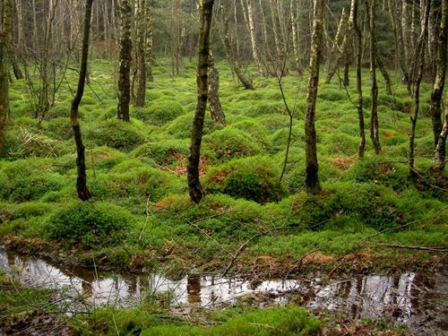 Billigare skogsskydd i norr