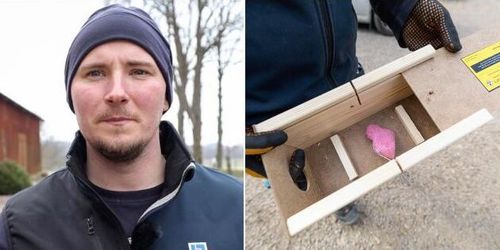 På jakt efter gnagare