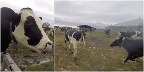 Unika kosläppsfilmen – från kons perspektiv