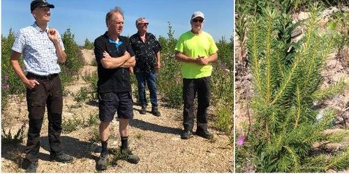 Hårt betestryck i brandområdet