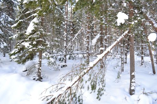 Mycket och blöt snö som sedan frös orsakade en del skogsskador i samband med helgens snöväder. (Arkivbild)