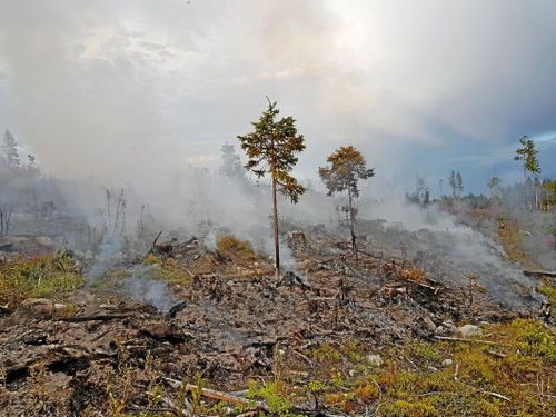 När räddningstjänsten lämnat – så säkrar du skogen