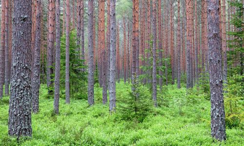 Rättssäkerheten urvattnas för skogsägare