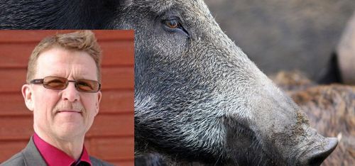 Så ska vildsvinsproblemet lösas