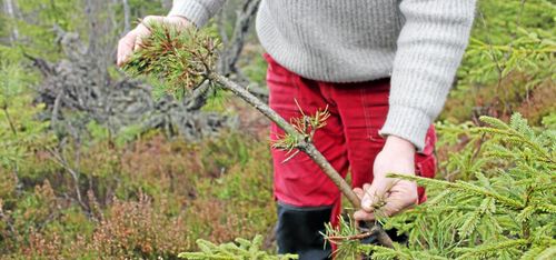 Riskfyllt för Hallands tallar