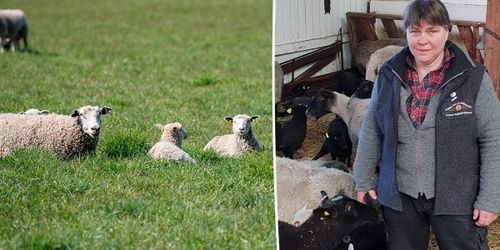 Lammproduktion minskar – trots hög betalning