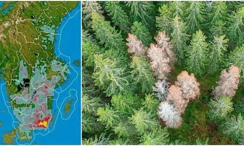 Dubbelt så stora barkborreskador i år