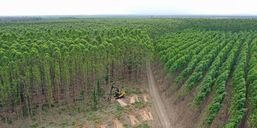 Småbrukare vägrar ge upp mot skogsjätten