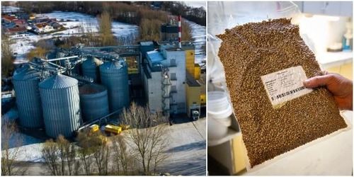 Kvarnen som satsar på egna spannmålssorter