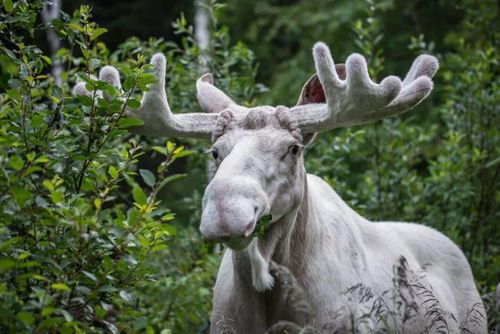 Nu söks efter unika mutationen