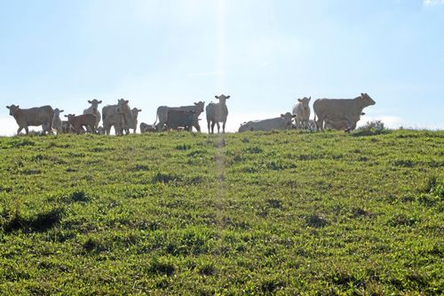 Allt fler vill bygga för dikor.