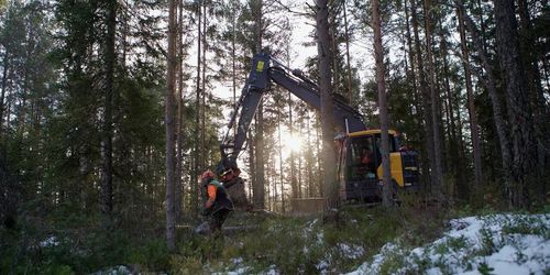 Lyckad samverkan mellan skogsbruk och naturvård