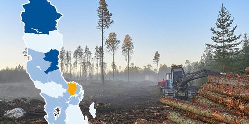 Magert resultat av nationellt skogsprogram