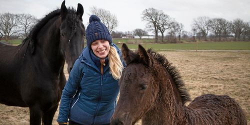 Avelshingsten ska ge skjuts åt frieserhästen