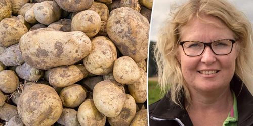 Stora mängder potatis kan klassas ner