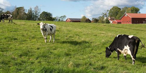 Gott om alternativa fakta om jordbruk