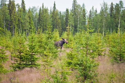 Älgarna i Finland börjar göra som skogsägarna - de byter från tall till gran.