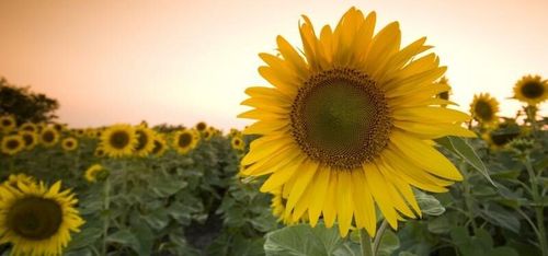 Franska Bretagne i topp på kväveläckage