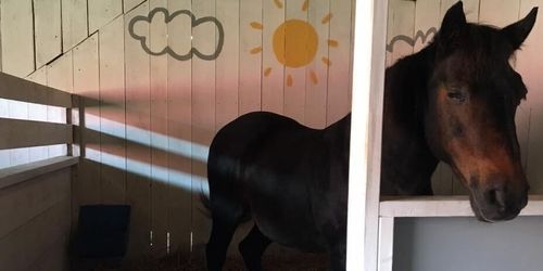 Foderbristen kan knäcka hästföretag