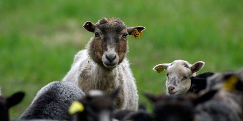 50 år i frysen inga problem för fårsperman