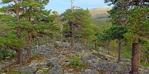 Succé för norskt Komet-program