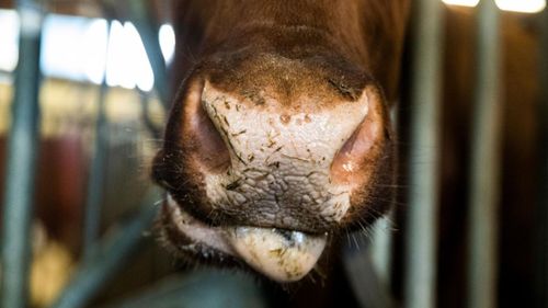 Misstankar om vanvård på Arlagård