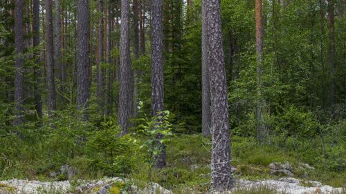 ”Skogsbruk ska baseras på kunskap”