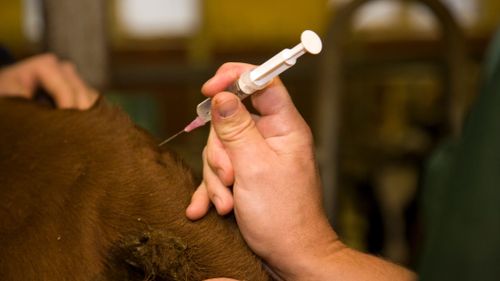 Jordbruksverket larmar om veterinärbrist