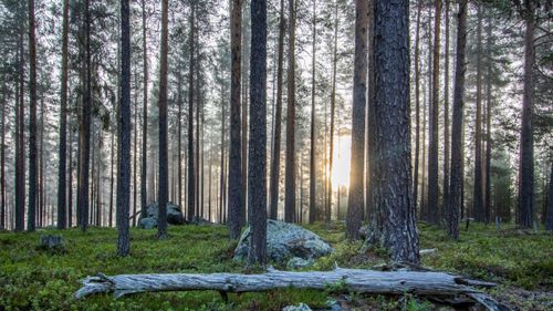 Ökningen av virkesförrådet bromsar in