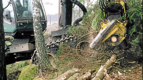 Forskare tror på varierat skogsbruk