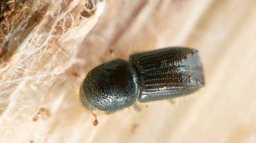 Svärmningen igång i hela landet