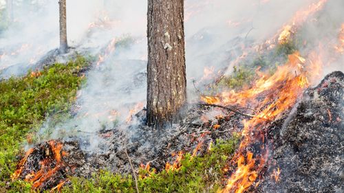 Torrt i skog och mark