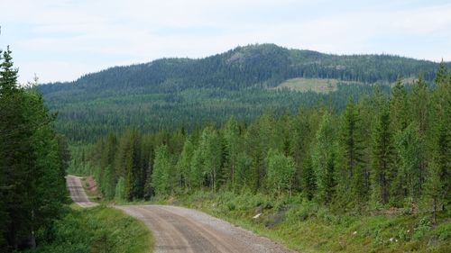 Många vill avverka fjällnära