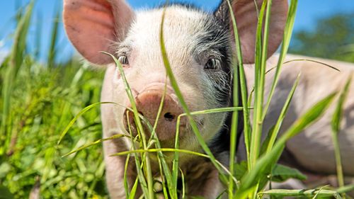 Skärpta straff för brott mot djur föreslås