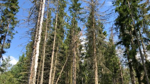 Så gör du en bra affär på barkborrevirket